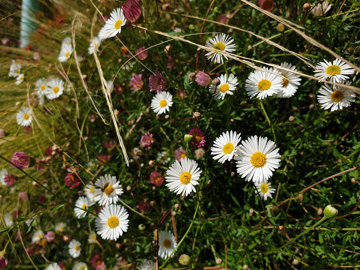 Flores blancas a tus pies | Madrid | España | EL PAÍS