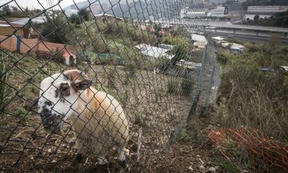 Un moltó en una de les parcel·les de Montcada.