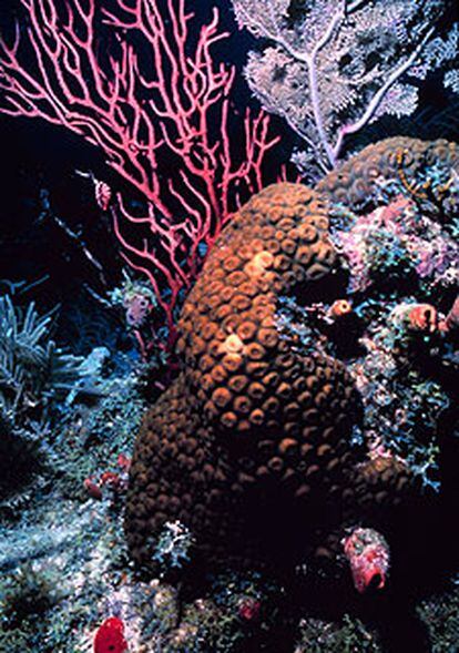 Corales de los cayos de Florida.