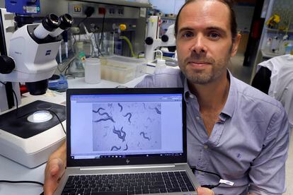 El biólogo Nicholas Stroustrup muestra una imagen al microscopio de sus gusanos, en el Centro de Regulación Genómica, en Barcelona.