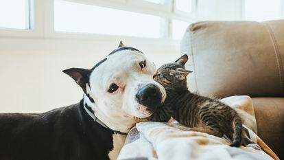Un perro y un cachorro de gato jugando en el sofá.