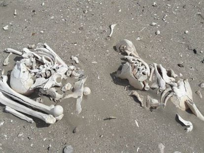 Los restos &oacute;seos hallados en la playa.