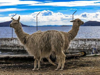 Llamas en la ribera del lago Titicaca.