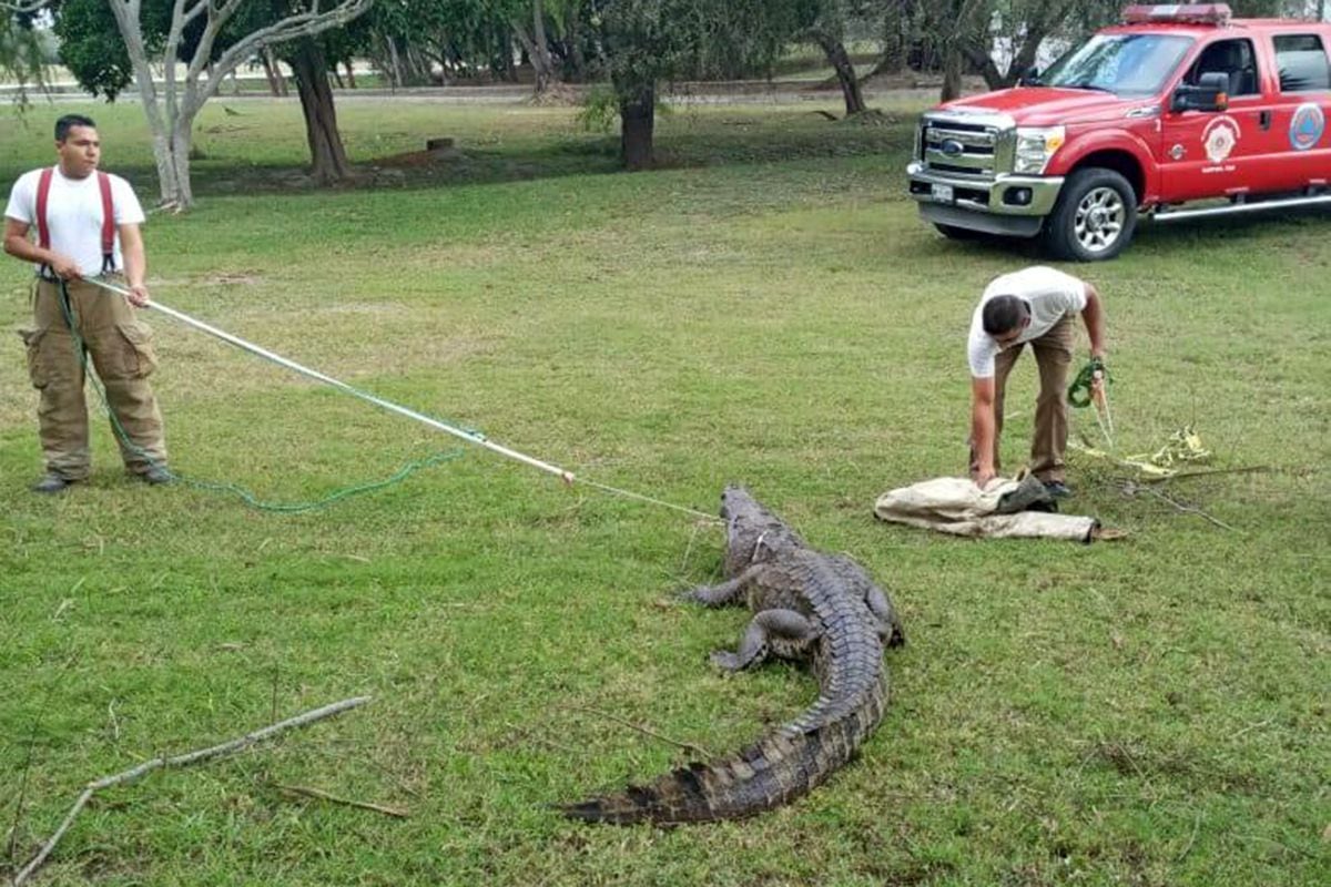 Tamaulipas: Tampico, la difícil relación entre una ciudad y los cocodrilos  salvajes | EL PAÍS México