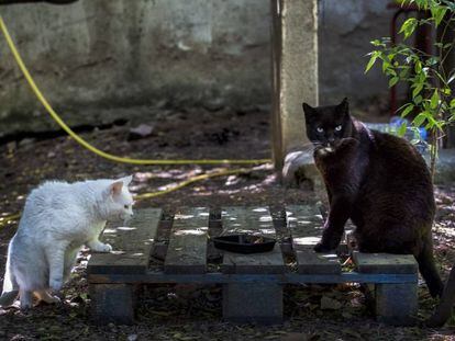 Una colonia de gatos callejeros en Barcelona. 