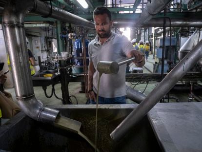 Muestra de aceite de orujo de oliva tras la depuración, neutralización y "winterización" en la planta de Prodosa (Proteínas del Olivo) en La Luisiana (Sevilla), donde se elabora la mitad de la producción mundial de este alimento.