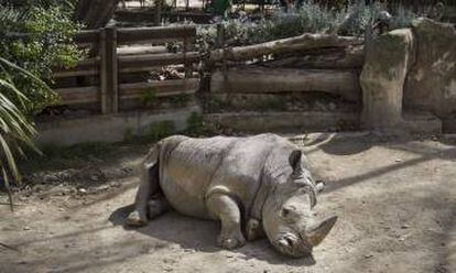 Un rinoceronte del zoo de Barcelona.