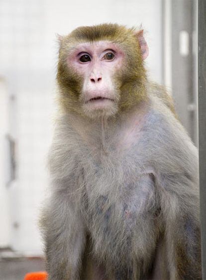 El macaco <i>Canto,</i> de 27 años, uno de los más longevos tras 20 años a dieta.