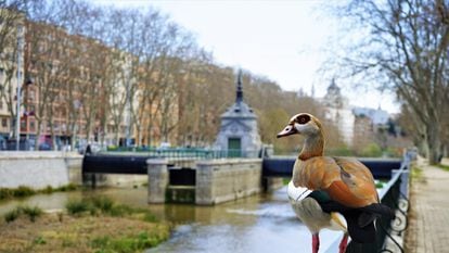 Madrid, imagen tomada entre el puente de la Reina Victoria y el puente del Rey, en el Manzanares. Zona ejemplo de recuperación de la biodiversidad en la que habitan diferentes especies de aves, como la garza real, el martín pescador o el ganso del Nilo (en la foto).