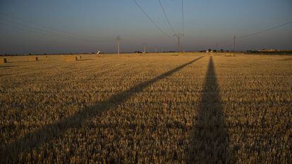 Campo de cereales en Castilla-La Mancha.