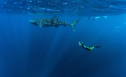 Un tiburón ballena en las aguas del parque marino de Ningaloo, frente a la costa de Australia Occidental.