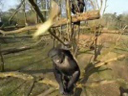 Un simio del zoológico de Arnhem, unos 100 kilómetros al sureste de Ámsterdam, derriba con una rama una cámara teledirigida que grababa imágenes para la televisión holandesa.