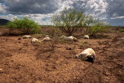 Animales muertos de sed y hambre en el condado de Isiolo, en el centro de Kenia. 