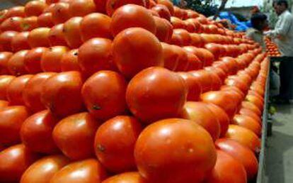 El temor por la subida del tomate coincide con la polémica por el aumento del pan por falta de trigo, lo que llevo al Gobierno a aplicar la Ley de Abastecimiento para lograr rebajar su precio. EFE/Archivo