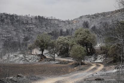 Efectos del fuego en la zona de Artesa de Segre. En la imagen, bosque quemado en los alrededores de Baldomar.