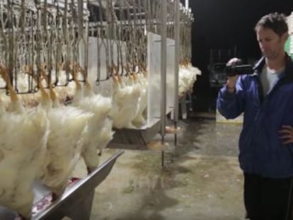 La organización presenta  Vidas Invisibles , un corto presentado por Ariel Nessel sobre la crueldad que sufren los animales en granjas.