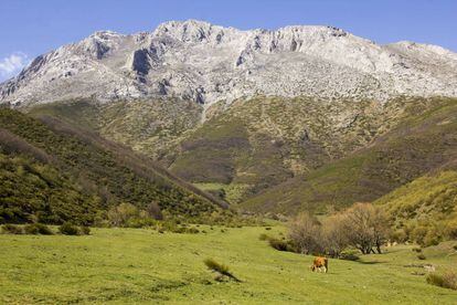 Una pradera con pastoreo de vacas y, al fondo, el pico de Espigüete, en la Montaña Palentina.