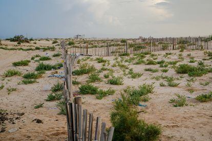 La hilera de palos que sirven para fijar la duna como una protección para evitar inundaciones, en la playa de Nuakchott. 
