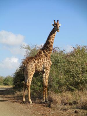 Una jirafa junto a la carretera, en el parque Kruger (Sudáfrica).