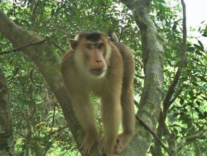 Macaco de cola de cerdo, una especie semiarbórea. Fotografía cedida por Jessica Haysom.