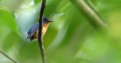 One of the discovered subspecies, the Togian Jungle-Flycatcher bird.