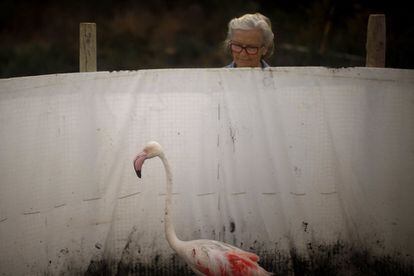 Una voluntaria junto a un flamenco en la reserva natural de Fuente de Piedra, cerca de Málaga (España), el 19 de julio de 2014. Alrededor de 600 flamencos fueron marcados y medidos antes de ser soltados en la laguna, una de las mayores colonias de flamencos de Europa.