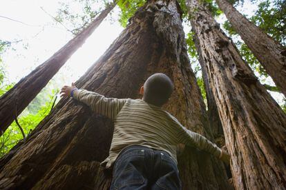 Estos árboles gigantes crecen en gran parte de la costa californiana; desde Big Sur hacia el norte hasta la frontera con Oregón. Es posible pasar junto a ellos con el automóvil e incluso atravesar bosques de estos viejos reclamos turísticos, pero la experiencia no puede compararse a la de caminar y meditar bajo los ejemplares del Muir Woods National Monument (nps.gob/muwo), del parque estatal Humboldt Redwoods (humboldtreedwoods.org) o de los Redwood National & State Parks. Las viejas secuoyas del parque Muir son las más cercanas a San Francisco, a solo 19 kilómetros al norte del Golden Gate.