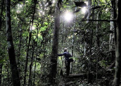 Un guardabosques de Indonesia observa una población de orangutanes en la selva tropical de Leuser, situada dentro de la provincia de Aceh, en el extremo norte de la isla de Sumatra. El ecosistema de Leuser es el último lugar del tamaño y de la calidad suficientes para apoyar poblaciones viables de especies raras como los tigres de Sumatra.
