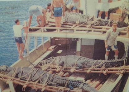 Trasllat del Gomek (en primer pla) amb altres cocodrils capturats (l'Oscar i l'Anega) a Marineland, a Austràlia. Mirant a la càmera, el caçador de cocodrils George Craig.