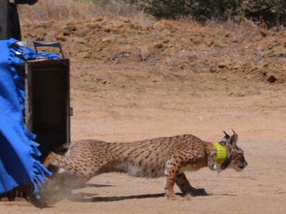 Suelta de un ejemplar de lince en una imagen de archivo.