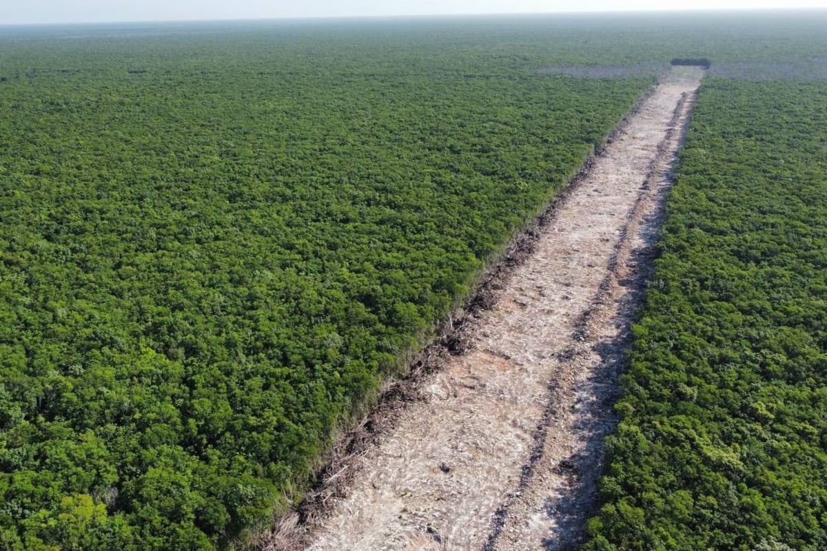 La polémica por los impactos del Tren Maya llega hasta la comisión ...