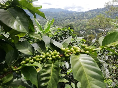 Granos verdes en un cafetal en una pronunciada ladera a más de 1.800 metros en las montañas de Cundinamarca (Colombia).