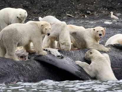 Hasta 180 osos polares acudieron a comer de esta ballena muerta en 2017.