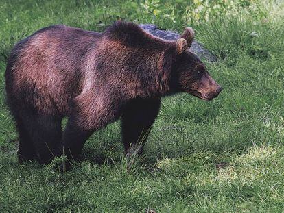 Un oso marsicano, en la región de Abruzzo (Italia), en una imagen de archivo.