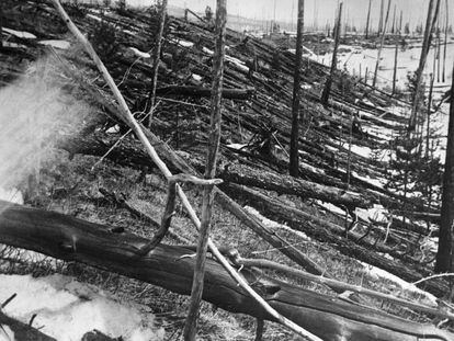 Árboles caídos en la región siberiana del río Tunguska, tras la explosión. Esta foto fue tomada en 1929.