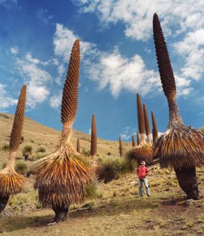 'Puya raimondii', de la familia de la bromelias, en Huascarán (Perú).