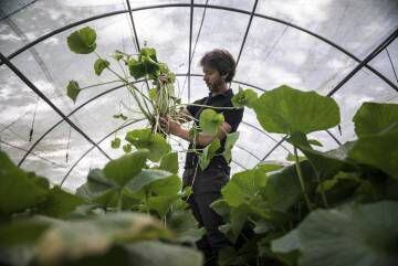 Pau Gelman muestra una planta de wasabi.