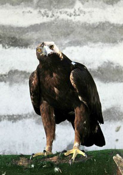 Ejemplar de águila real