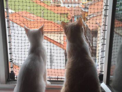 Mis primeras vacaciones con dos gatos (II): Ventanas abiertas