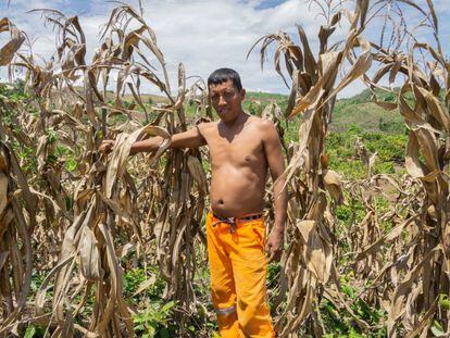 El maíz detrás de los incendios del Amazonas