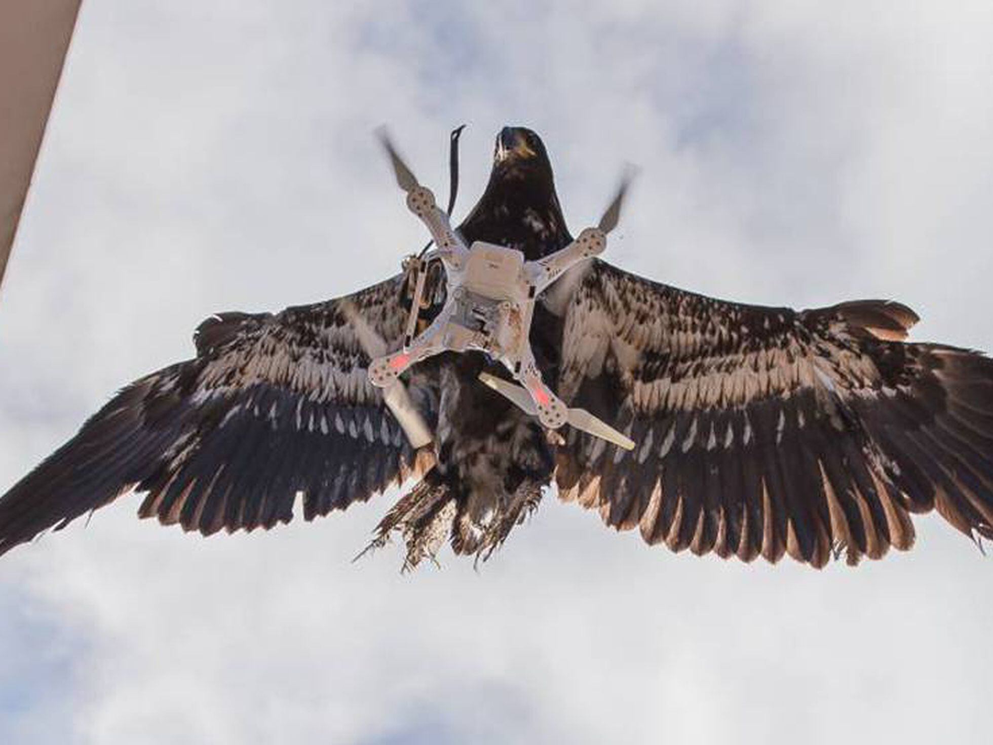 Las águilas que cazan drones están listas para actuar en Holanda |  Internacional | EL PAÍS