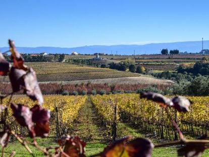 Vi&ntilde;as en la parroquia de Santar (Nelas, Portugal). &nbsp;