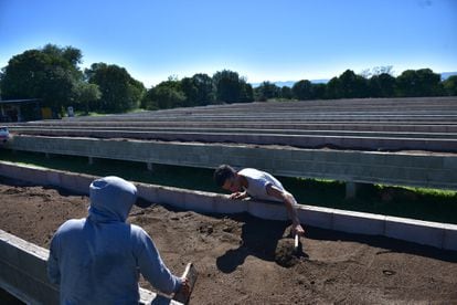 Preparación de la tierra en cajones de cemento para la plantación de bulbos de azafrán en el campo de Villa General Belgrano.