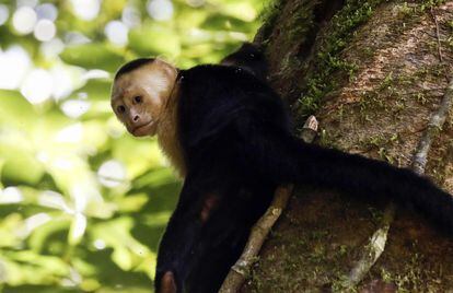 Un mono cariblanco en el Parque Nacional de Parara, en el Pacífico Central, Costa Rica.