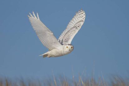 El búho nival ('Bubo scandiacus') es, junto a otras rapaces, de las especies que han recuperado población.