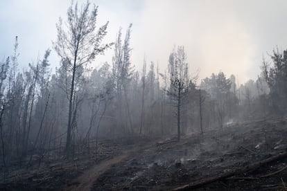 Forest consumed by fire.