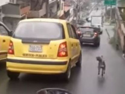 El animal fue adoptado tras hacerse viral el vídeo en el que se ve su desesperada carrera por las calles de la ciudad colombiana