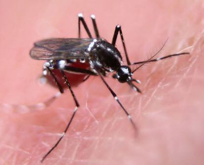 Mosquito salvaje hembra de la especie <i>Aedes aegypti</i>, que transmite el dengue, chupando sangre.