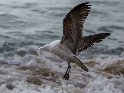 Una gaviota lucha por desprenderse de una bolsa de plástico, en la playa de Caleta Portales en Valparaíso, Chile.