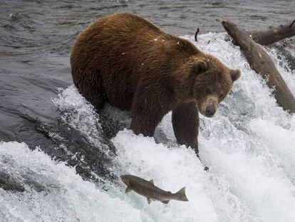 Un oso pesca salmones en el Parque Nacional de Katmai (Alaska), en 2018.